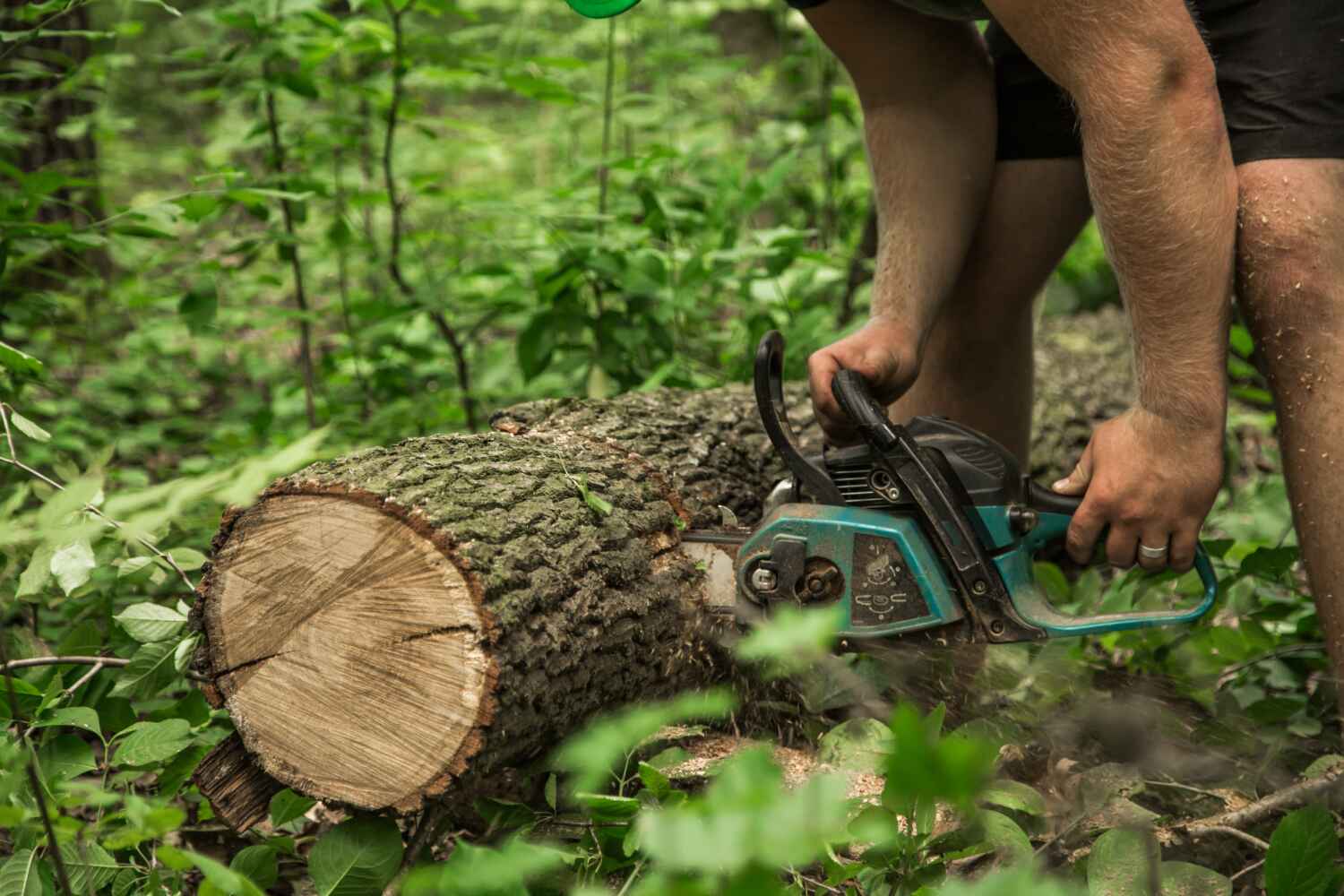 Best Best Tree Removal Services  in Reynolds Heights, PA